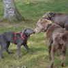 hundetreffen 03.09.2016 543